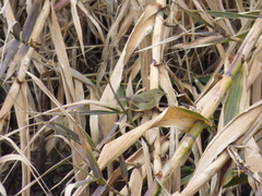 Phylloscopus collybita