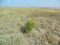 Asparagus verticillatus