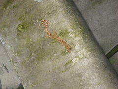 Hemiphyllodactylus titiwangsaensis