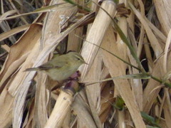 Phylloscopus collybita