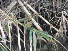 Phylloscopus collybita