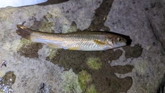 Rhynchocypris steindachneri