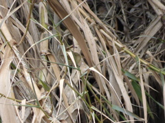 Phylloscopus collybita