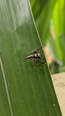 Thyene coccineovittata