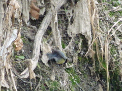 Parus major