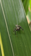 Thyene coccineovittata