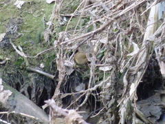 Phylloscopus collybita