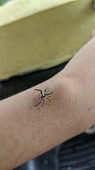 Thyene coccineovittata