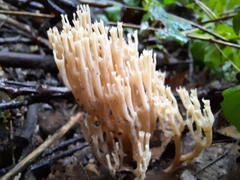 Artomyces pyxidatus