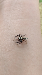 Thyene coccineovittata