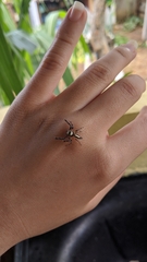 Thyene coccineovittata