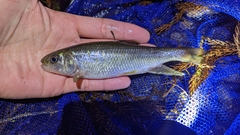 Nipponocypris temminckii