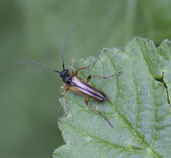 Alosterna tabacicolor