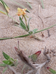 Oenothera mollissima