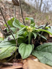 Lithospermum tuberosum