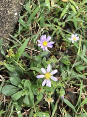 Aster oldhamii