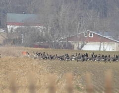Branta leucopsis