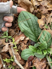 Lithospermum tuberosum