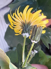 Sonchus tenerrimus