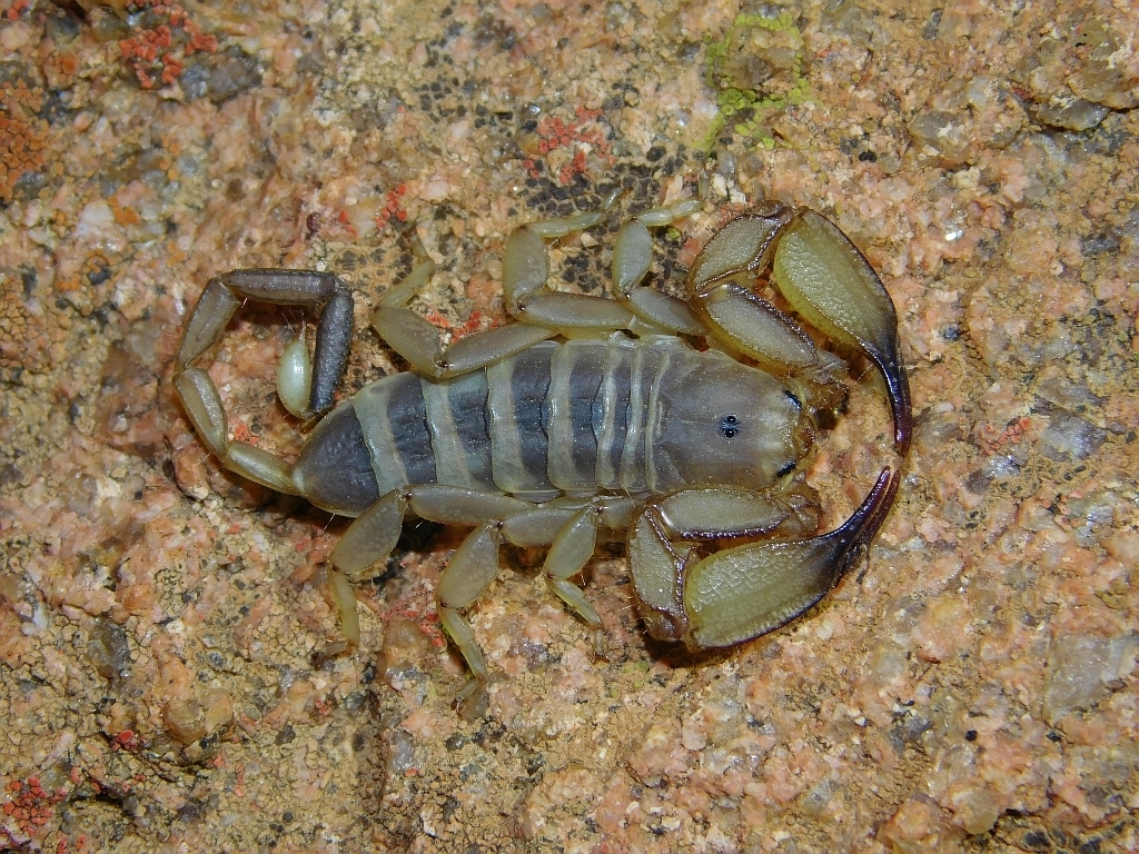 Weygoldt's Rock Scorpion