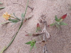 Oenothera mollissima