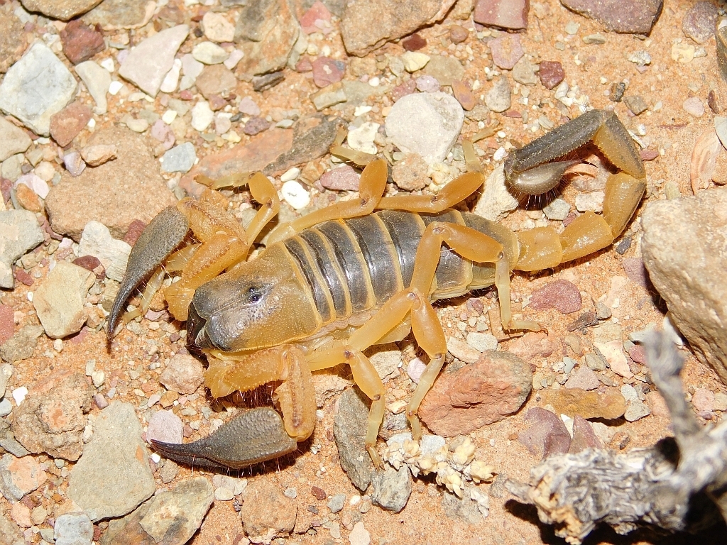 Largeclaw Scorpions