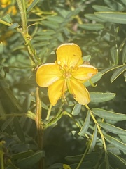 Senna birostris