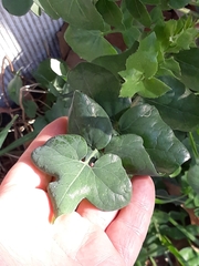Sonchus tenerrimus