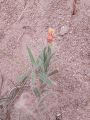 Oenothera mollissima