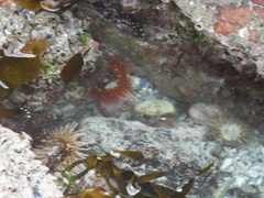 Bunodactis reynaudi
