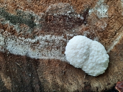 Reticularia lycoperdon