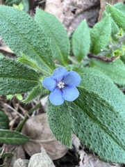 Lithospermum erythrorhizon