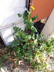 Sonchus tenerrimus