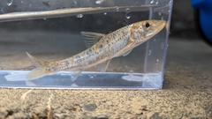 Pseudogobio polystictus