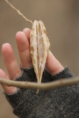 Asclepiadeae
