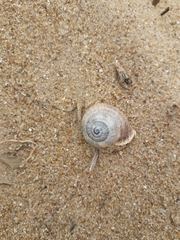 Otala punctata