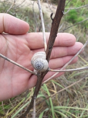 Otala punctata