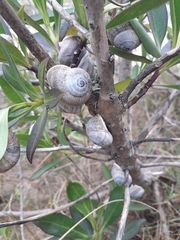 Otala punctata