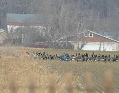 Branta leucopsis