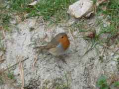 Erithacus rubecula