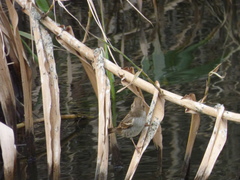 Passer hispaniolensis