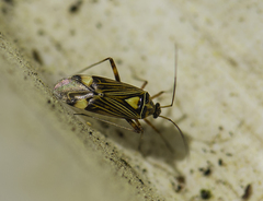 Rhabdomiris striatellus