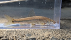 Field Gudgeon photo 2