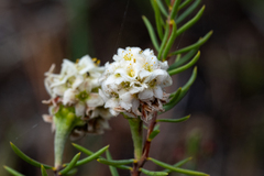 Lachnaea densiflora
