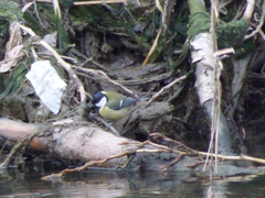 Parus major