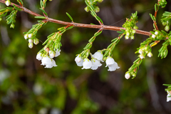 Erica subdivaricata