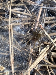 Lycosoides coarctata