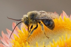 Melissodes druriellus