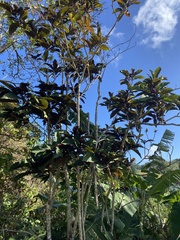 Clerodendrum quadriloculare