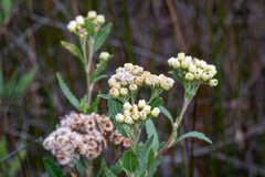 Nidorella ivifolia